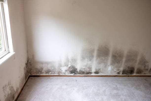 Best Mold Documentation for Insurance Claims  in Gordonsville, TN